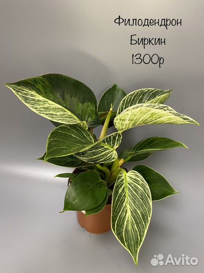 Филодендрон Биркин