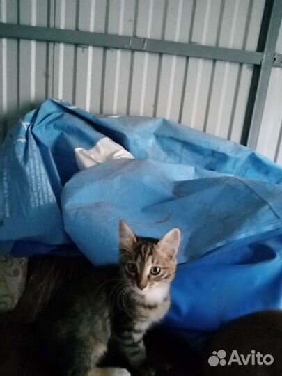 Котята бесплатно