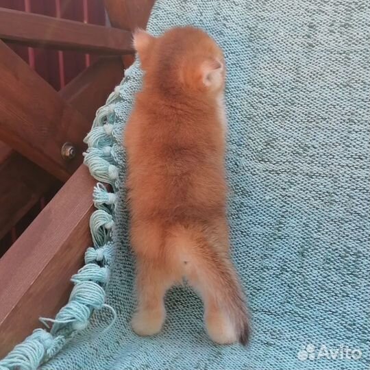 Британцы и шотландцы