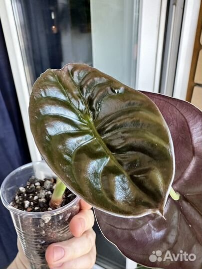 Алоказия медная Ред Секрет