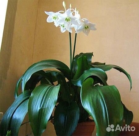 Эухариса отросток