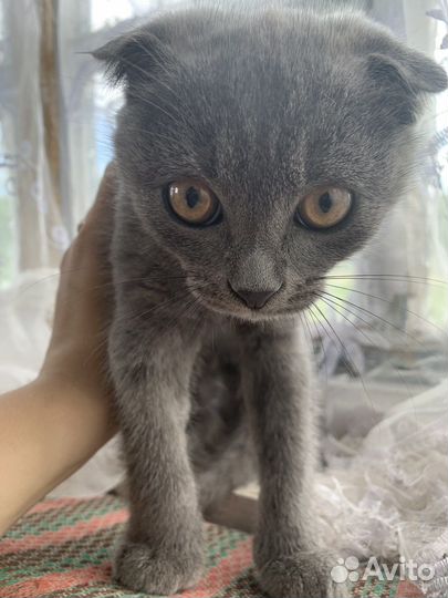 Отдам котят в добрые руки и собачку