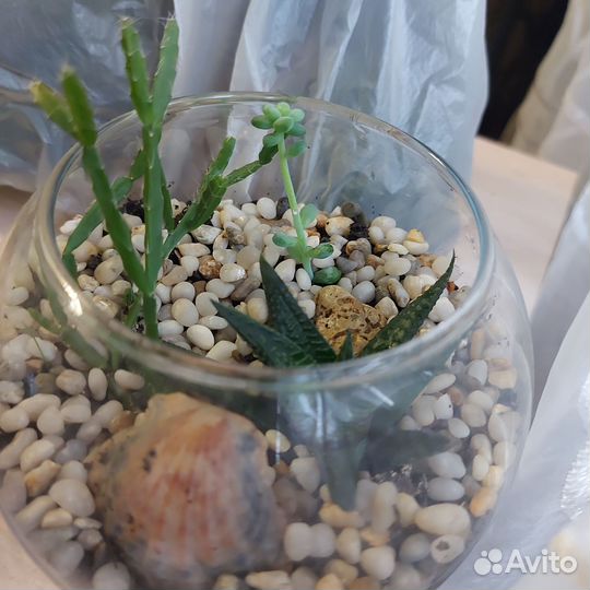 Флорариум суккуленты