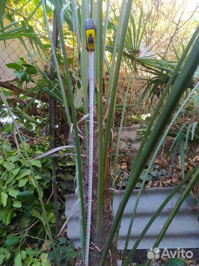 Пальма трахикарпус