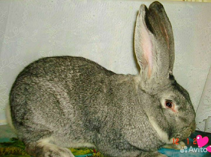 Кролики мясных пород
