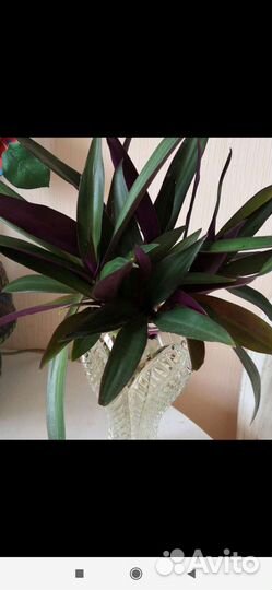 Традесканция рео