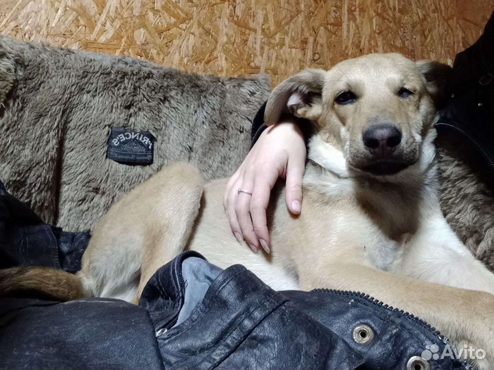 Собака в добрые руки