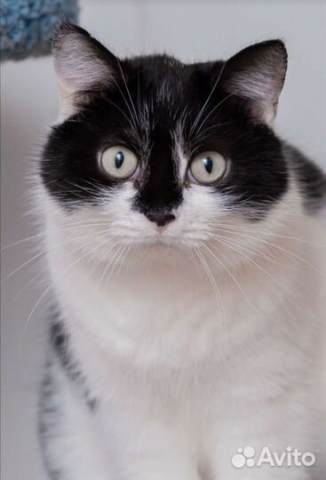 Кошка черно-белая в дар в добрые руки отдаю