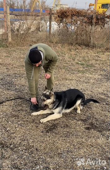 Дрессировка собак, кинолог