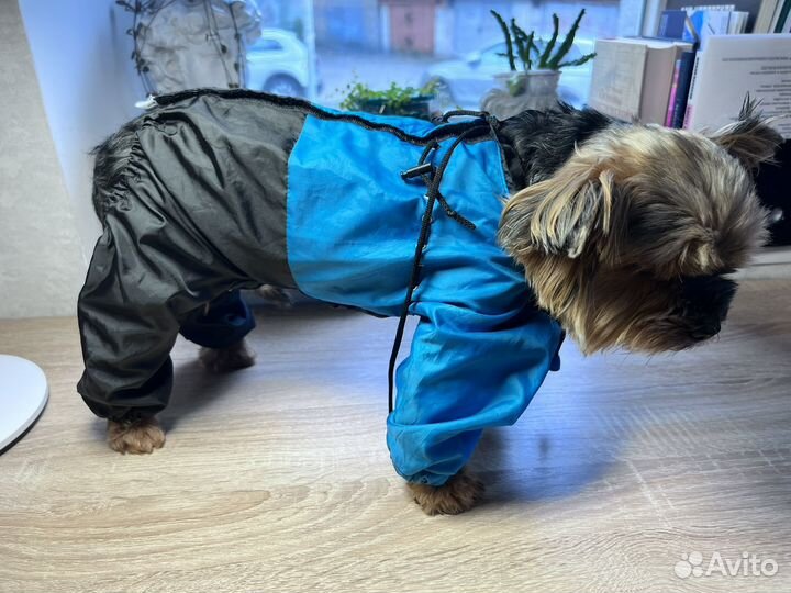 Одежда для собак мелких пород