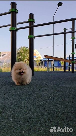 Померанский шпиц