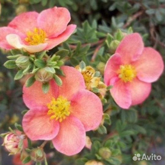 Лапчатка кустарниковая