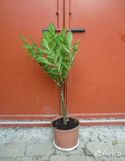 Аморфофаллус, Сауроматум