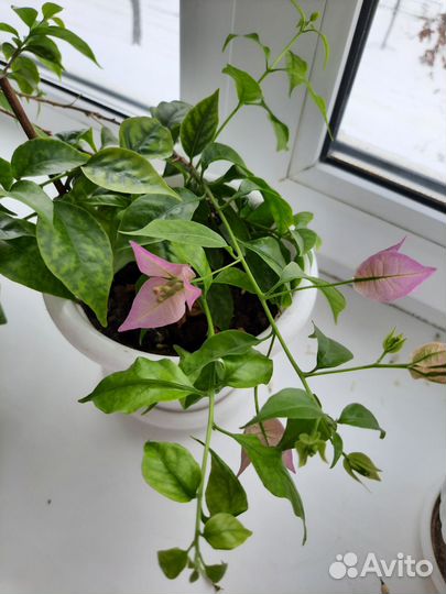 Бугенвиллия