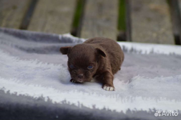 Шоколад и голубой