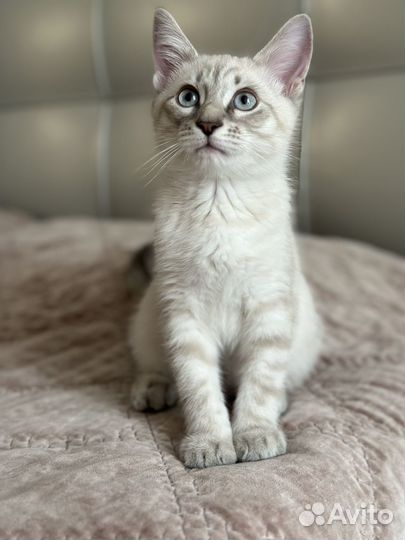 Котенок тайский тебби-поинт 3 месяца