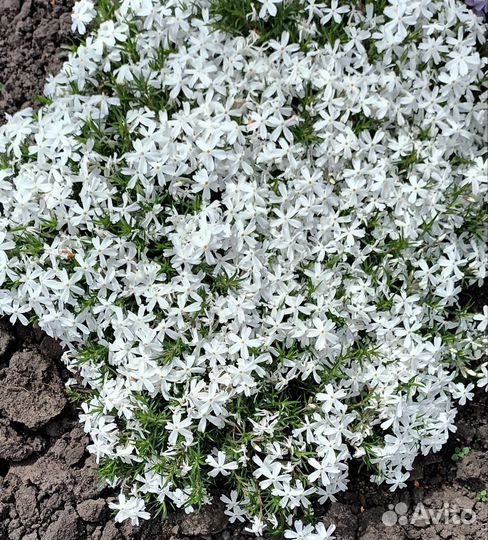 Многолетние цветы