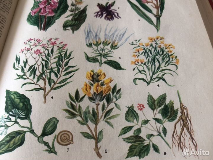 Медицинская энциклопедия