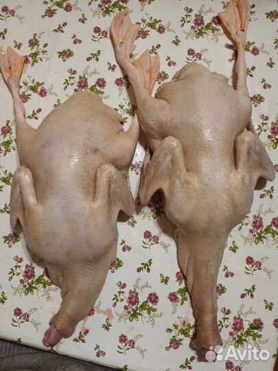 Мясо утки домашняя