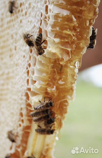 Натуральный вкусный майский мед 2024