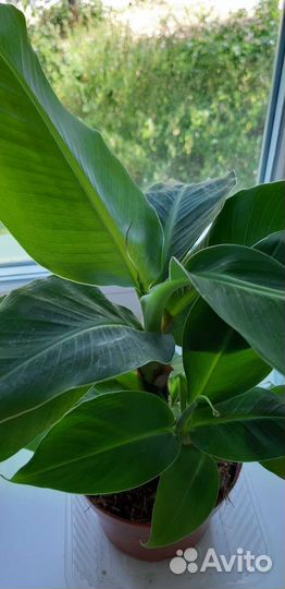 Банановая пальма тропикана