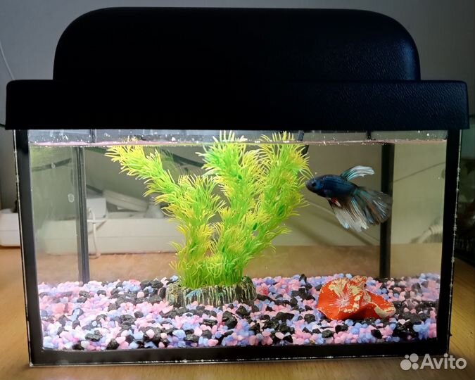 Аквариум с рыбками