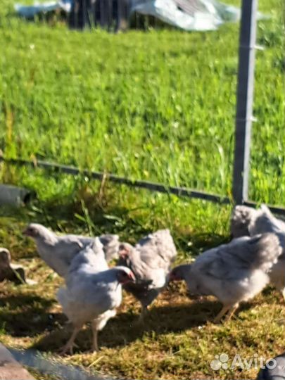 Куры молодки, цыплята