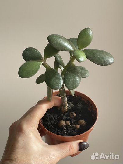 Толстянка крассула