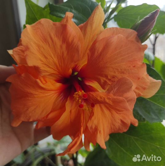 Гибискус сортовой