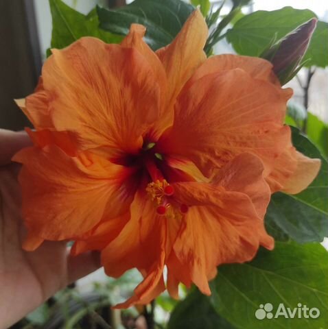 Гибискус сортовой