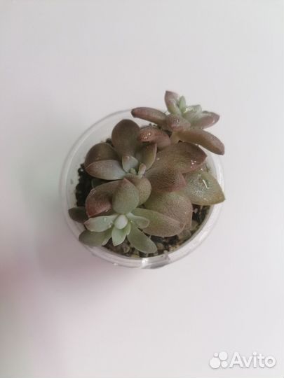 Эчеверия карниколор (carnicolor) суккуленты