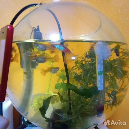Аквариумные рыбки гуппи