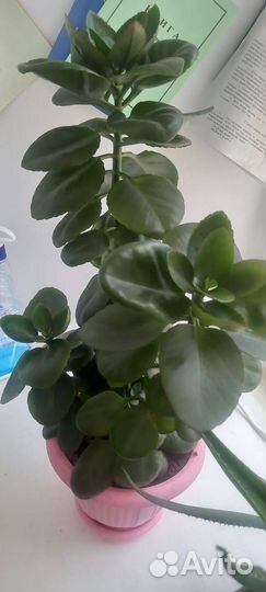 Комнатные растения