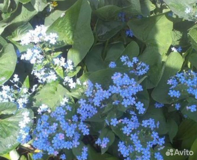 Бруннера сибирская