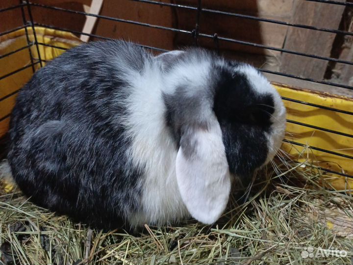 Кролик карликовый баран