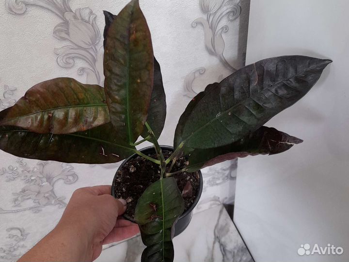 Кодиеум кротон