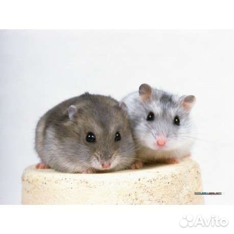 Хомячки малыши джунгарики