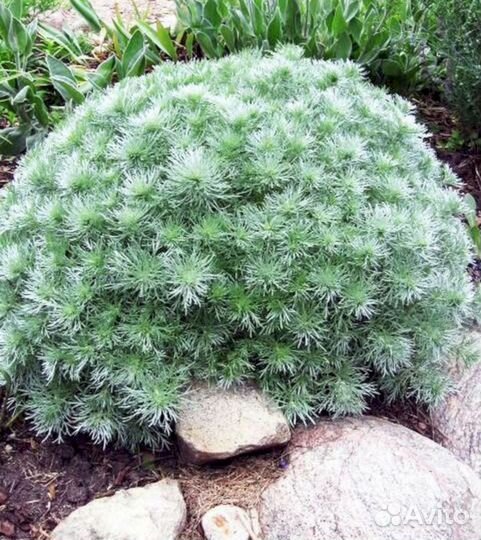 Полынь Шмидта