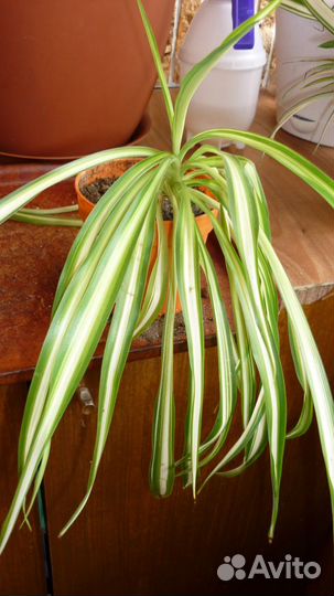 Хлорофитумы капские и бичетти редкие