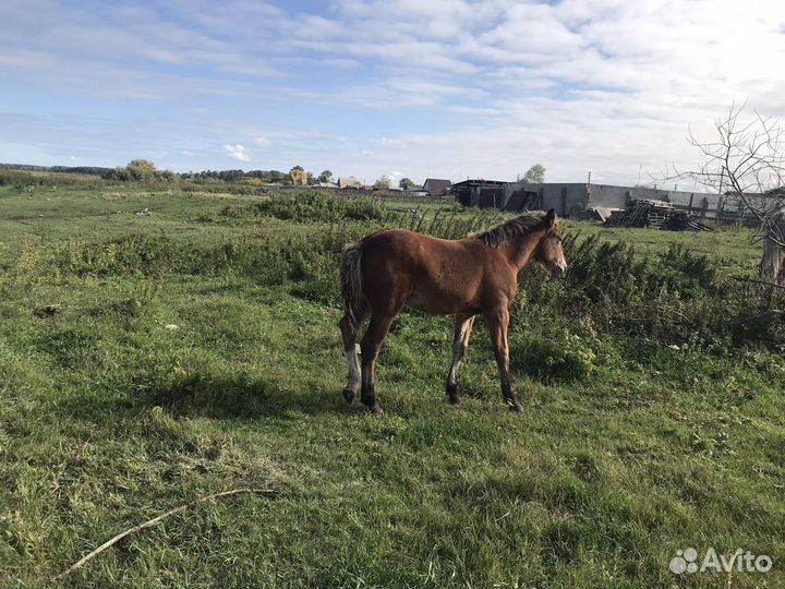Кобылы с жеребенком