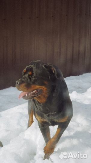 Ротвейлер для Вязки