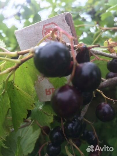 Саженцы чёрной смородины 