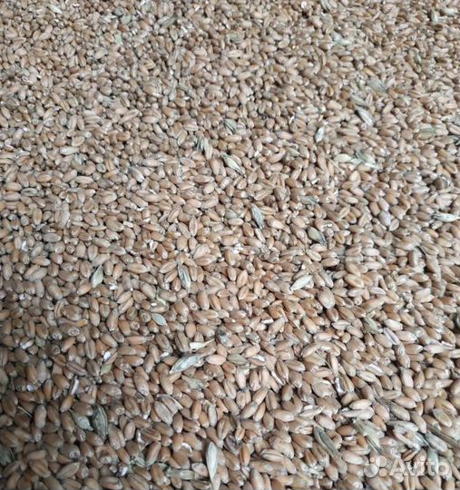 Кормовой горох, Фуражный горох корма