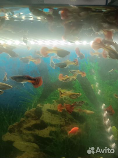 Аквариумные рыбки гуппи