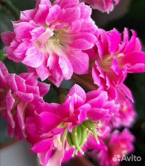 Каланхоэ цветущие отростки