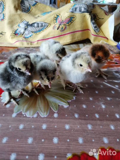 Породистые цыплята