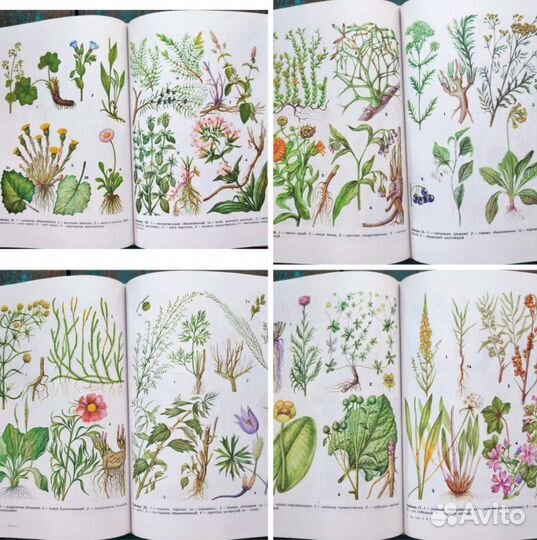 Ботанические книги, грибы, животные, рыбы