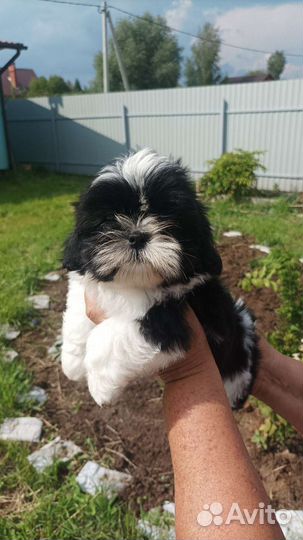 Ши-тцу щенки