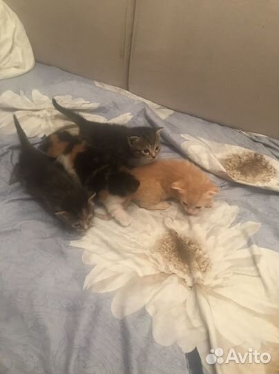 Котята в добрые руки бесплатно