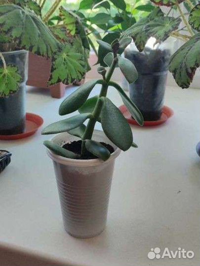 Бегония, Фикус, Алоэ